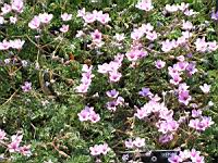 Geranium Dalmaticum (fam. Geraniacees) (01) (Photo F. Mrugala)